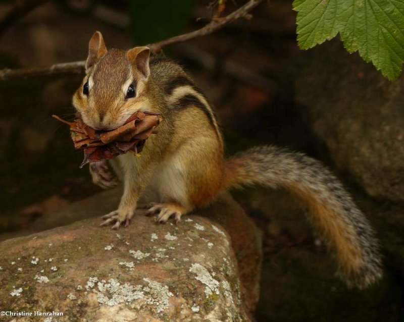 Eastern chipmunk  (Tamias striatus)