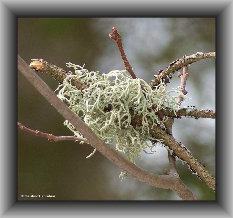 Boreal oakmoss lichen (Evernia mesomorpha)