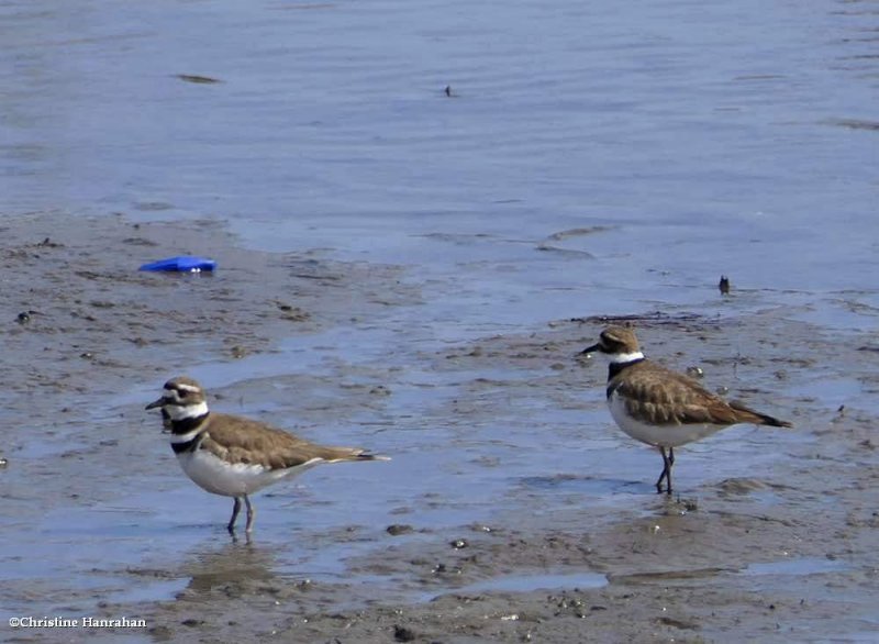 Killdeer