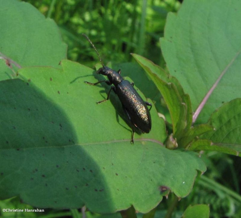 Long-jointed beetle (Arthromacra aenea)