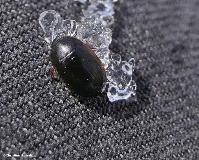 Water scavenger beetle (Hydrobius)