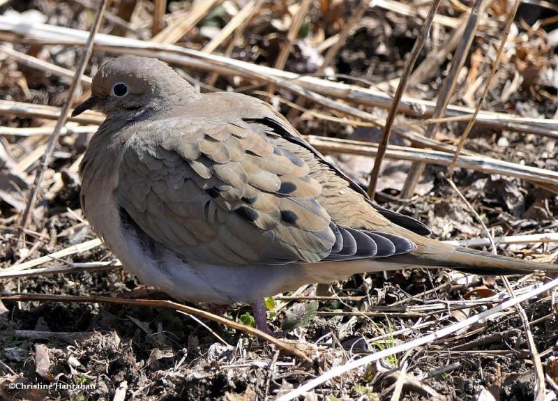 Mourning dove