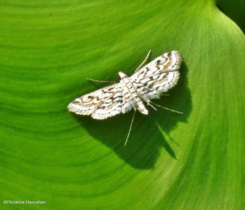 Watermilfoil Leafcutter  (Parapoynx allionealis), #4764