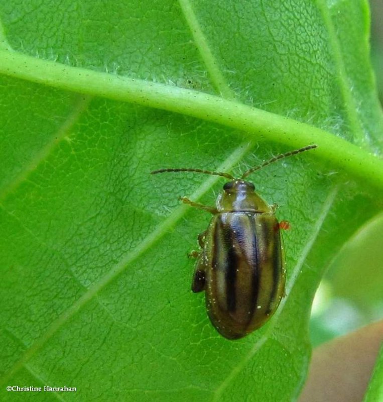 Flea beetle (Capraita subvittata)