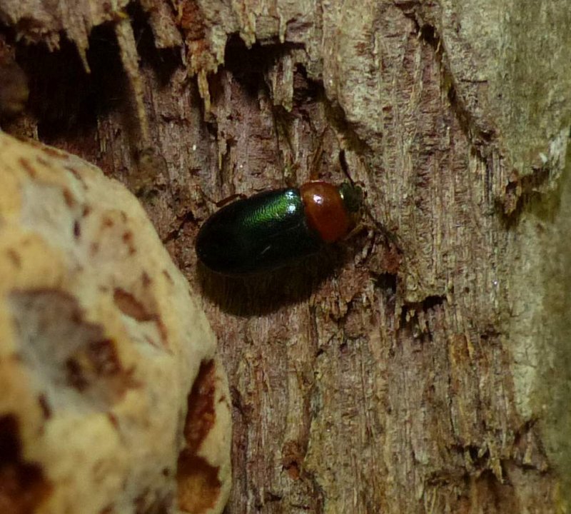 Polypore fungus beetle (Tetratoma truncorum)