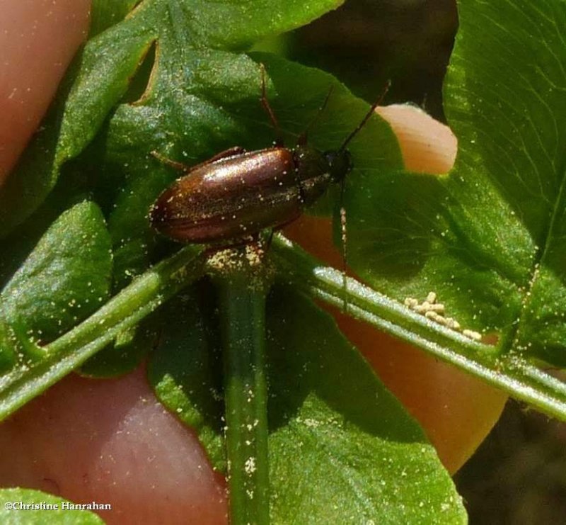 Comb-clawed darkling beetle (subfamily: Alleculinae)