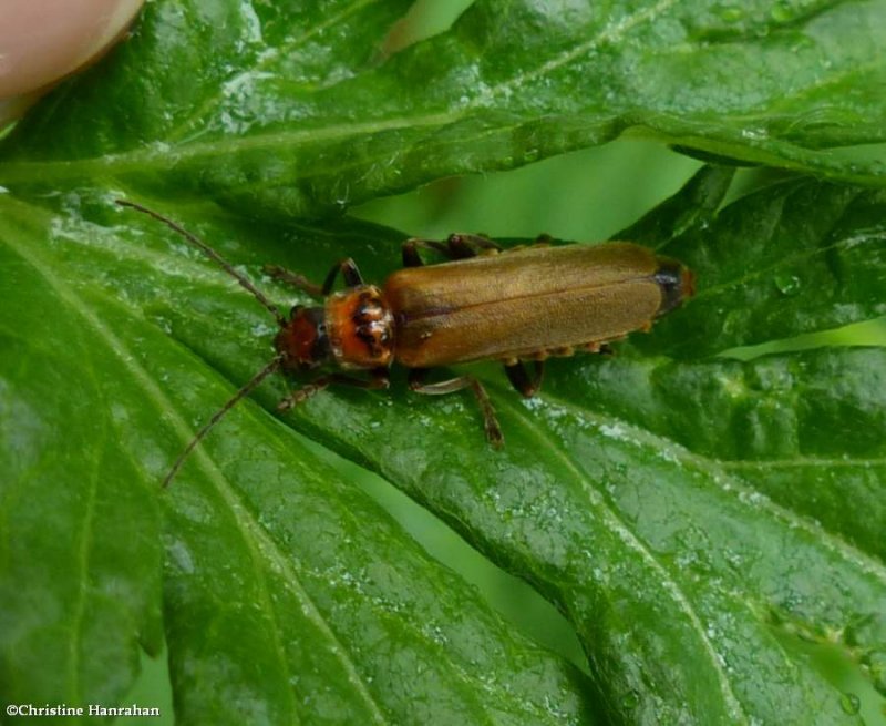 Soldier beetle (Cantharis rufa)