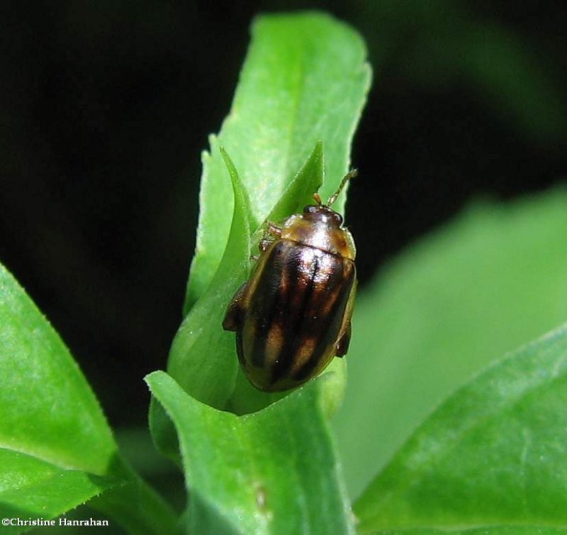 Flea beetle (Capraita subvittata)