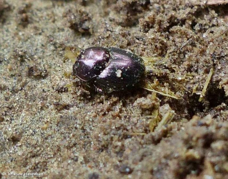 Dung beetle (Onthophagus)