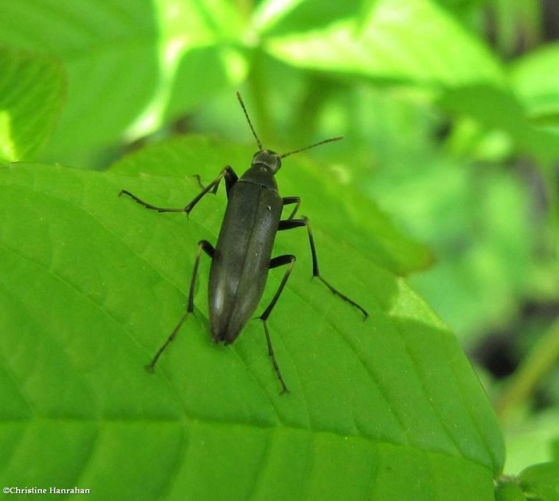 False longhorn beetle (Cephaloon sp.)