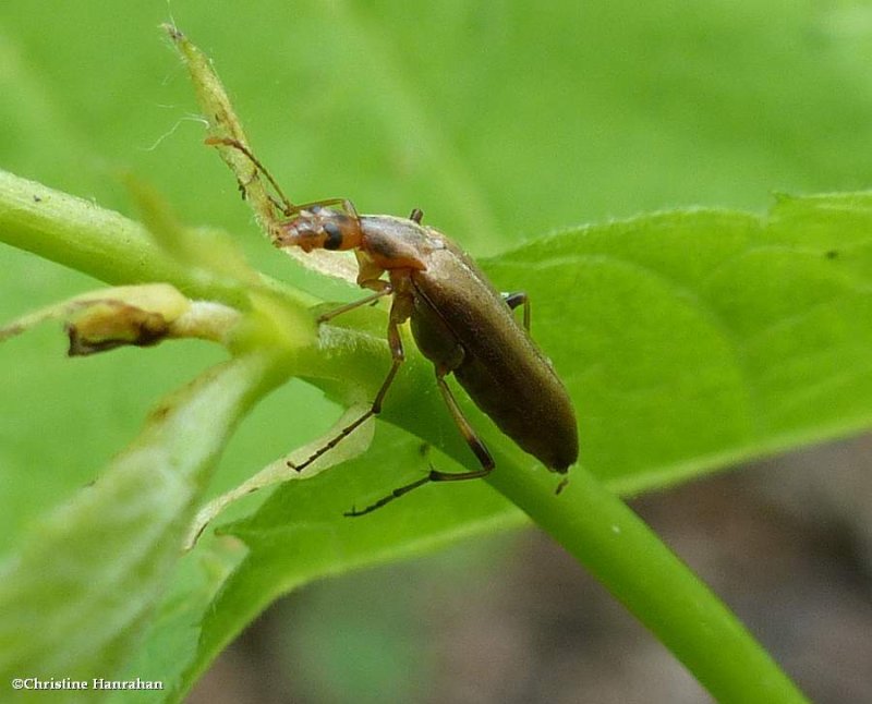 False longhorn beetle (Cephaloon lepturides)