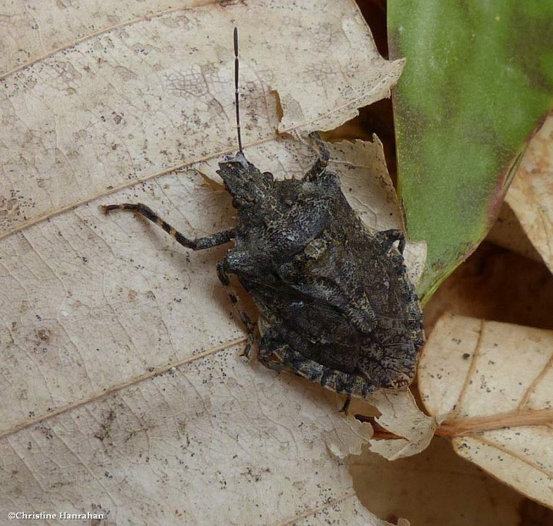 Stink bug (Brochymena quadripustulata)