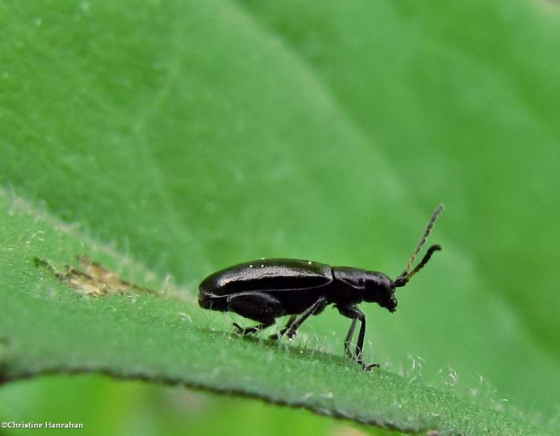 Leaf beetle (Systena hudsonias)
