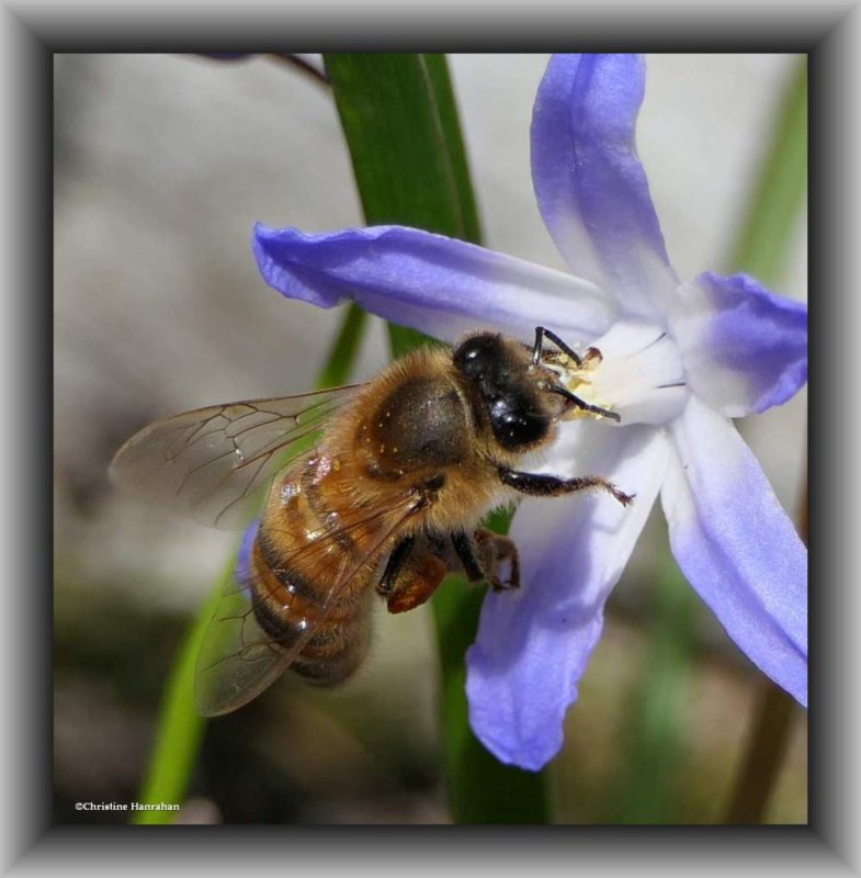 Honey bee (Apis mellifera)