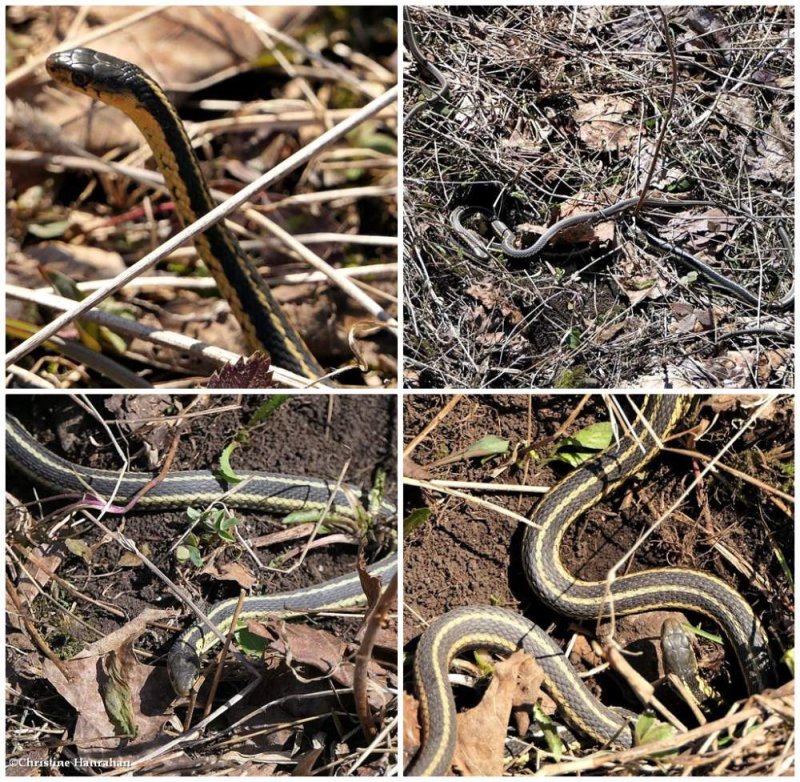 Eastern garter snakes (Thamnophis sirtalis)
