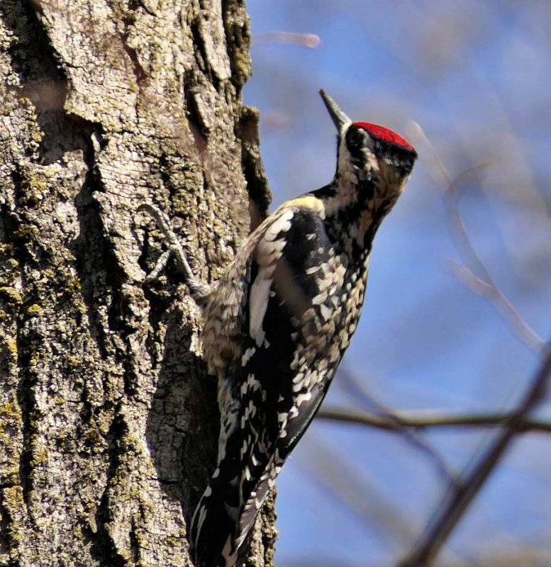 Yellow-bellied sapsucker, female