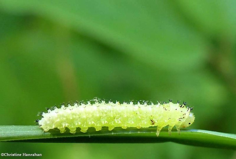 Sawfly larva (Subfamily Blennocampinae)