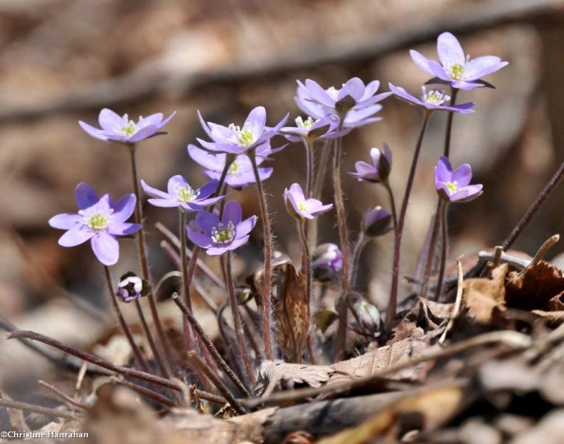 Sharp-lobed hepatica  (Anemone acutiloba)