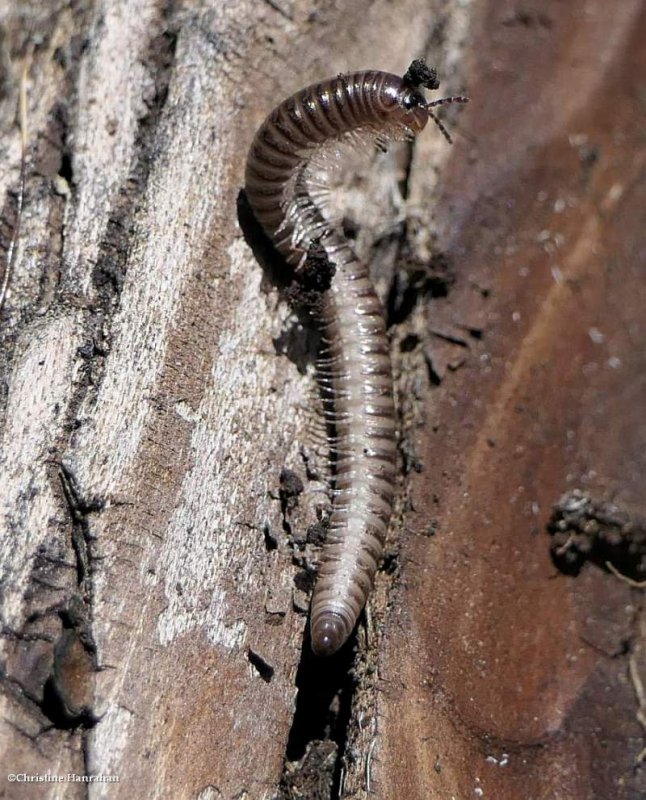 Millipede  (Cylindroiulus)