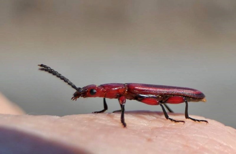 Red flat bark beetle  (Cucujus clavipes)