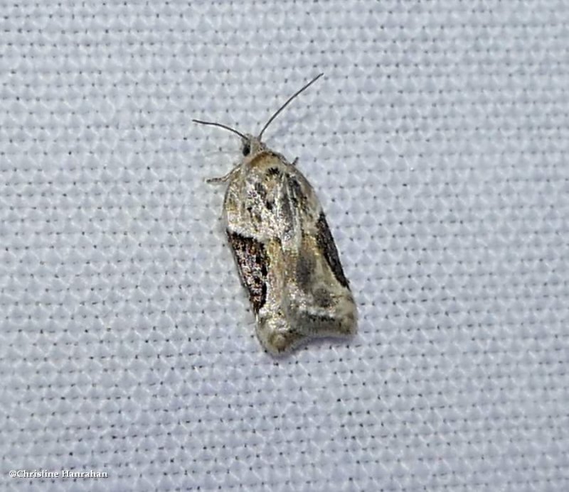 Gray-banded leafroller moth  (Argyrotaenia mariana), #3625