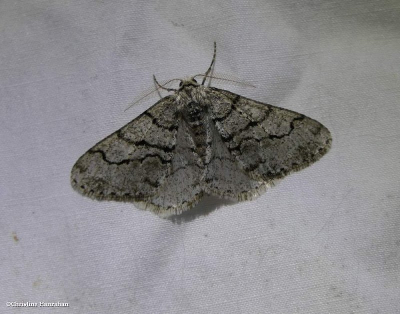 The half-wing moth (Phigalia titea), #6658