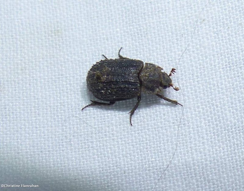Hide beetle (Trox sp.)