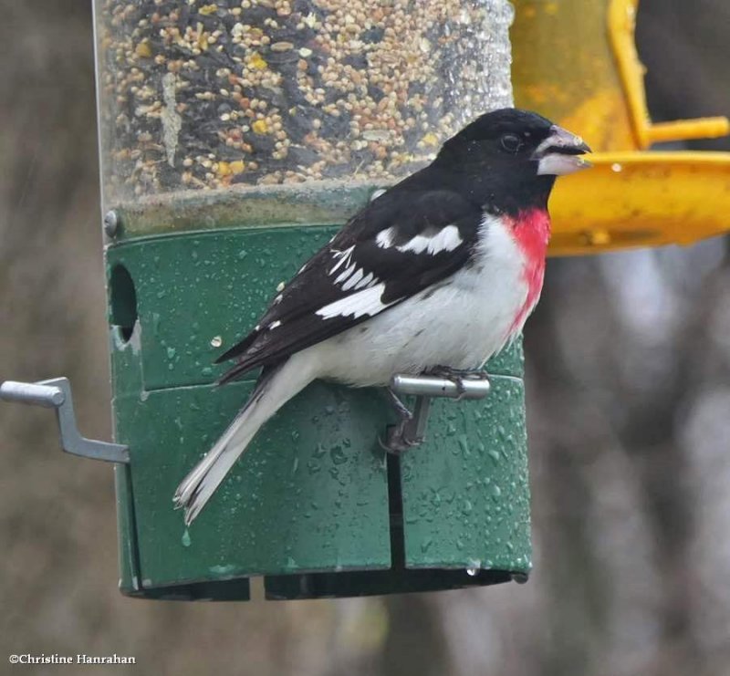 Rose-breasted grosbeak, male