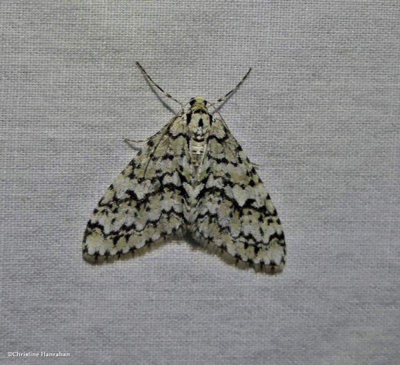The scribbler moth  (Cladara atroliturata), #7639