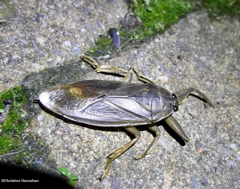 Giant water bug  (Lethocerus americanus)