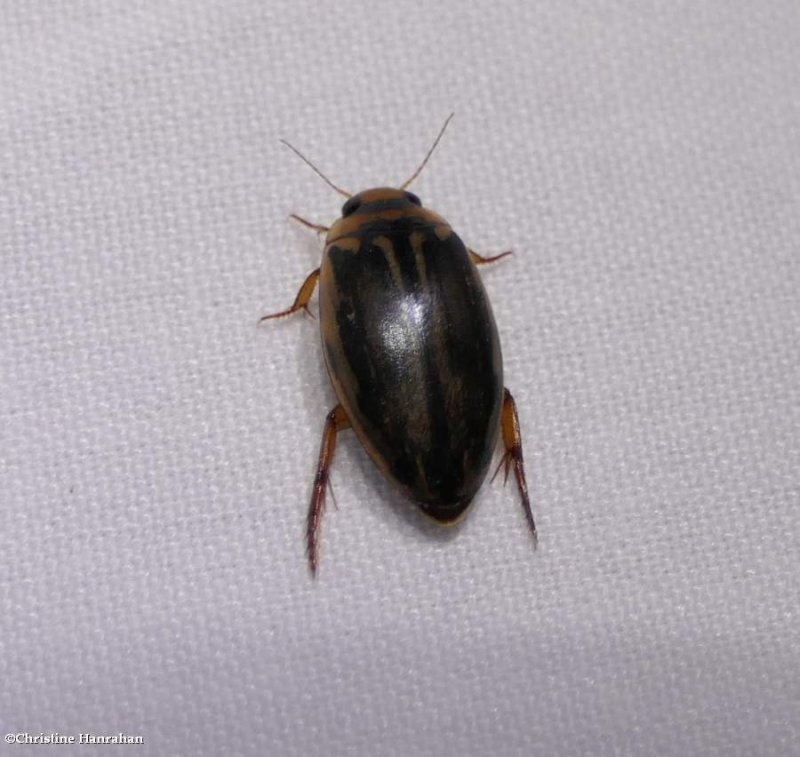 Predacious diving beetle (Coptotomus longulus)