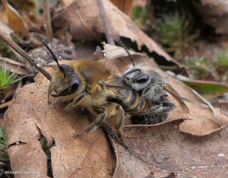 Cellophane bees (Colletes inequalis)