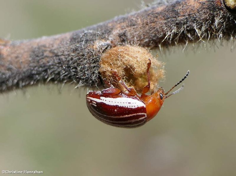 Sumac flea beetle   (Blepharida rhois)
