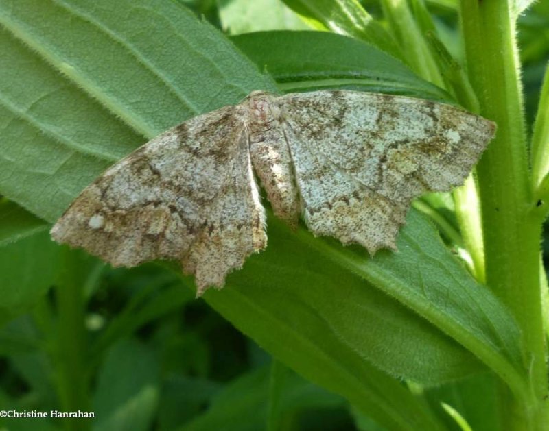 Geometer moth (Hypagyrtis)