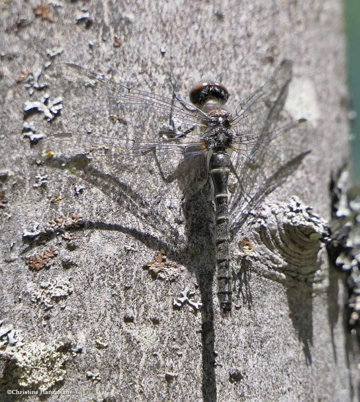Ebony boghaunter dragonfly   (Williamsonia fletcheri)