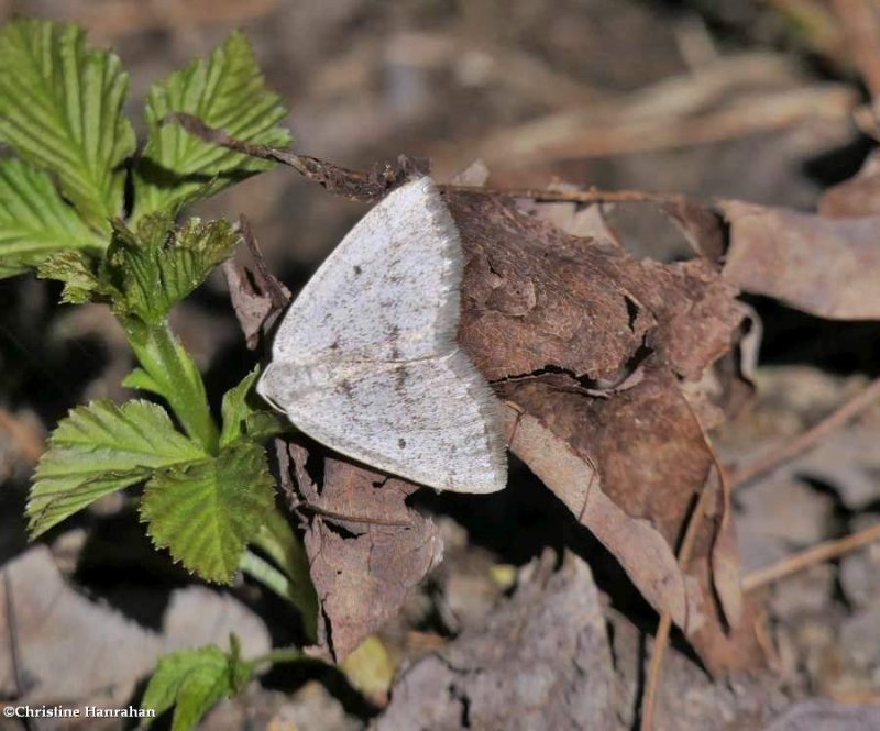 Gray spring moth  (<em>Lomographa glomeraria</em>), #6668