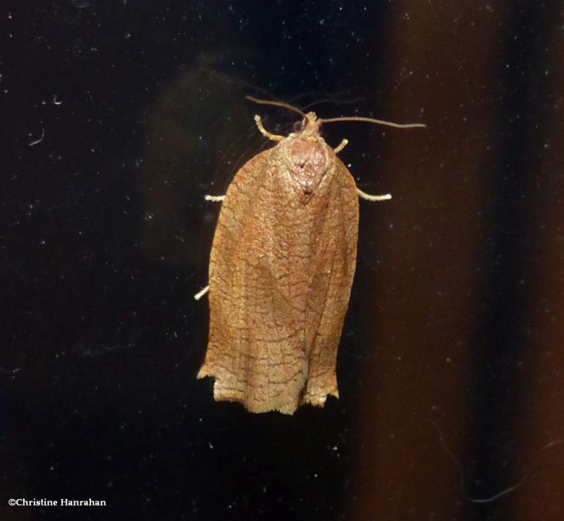 Oblique banded leafroller (Choristoneura rosaceana), #3635