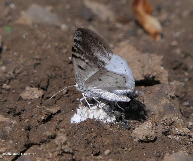Bluish spring moth  (Lomographa semiclarata), #6666