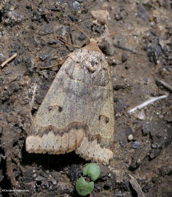 Common oak moth (Phoberia atomaris), #8591