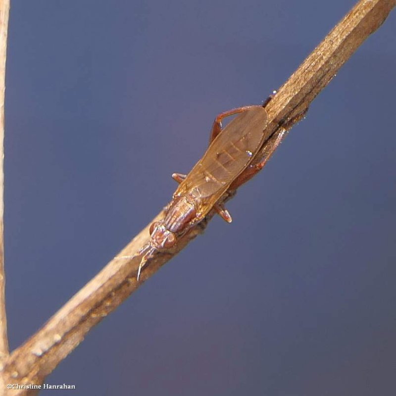 Marsh fly (Sepedon sp.)