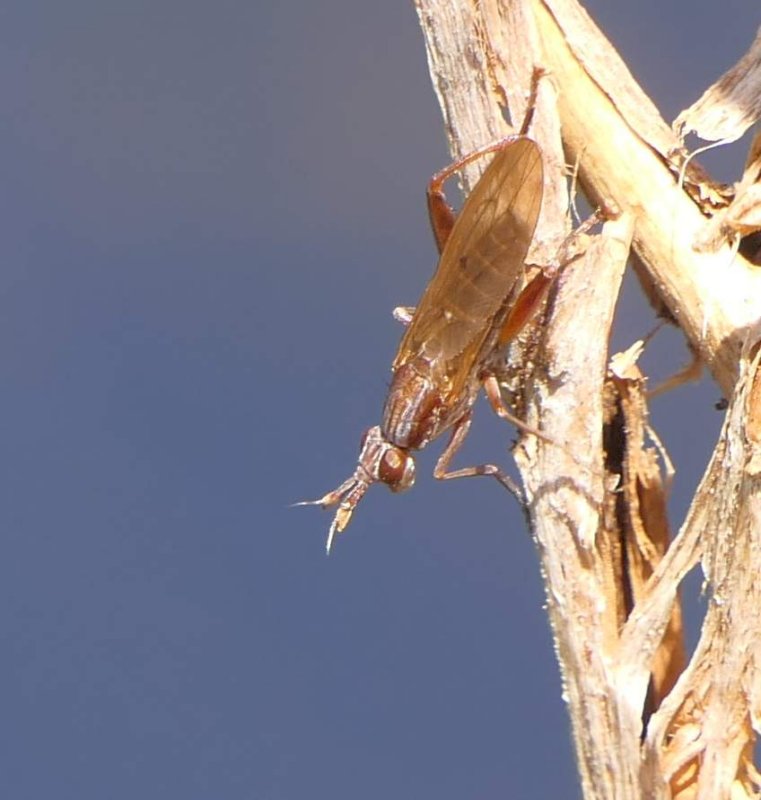 Marsh fly (Sepedon sp.)