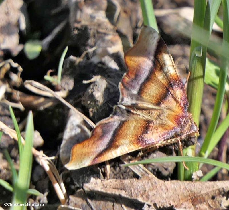 Straight lined plagodis moth (Plagodis phlogosaria), #6842