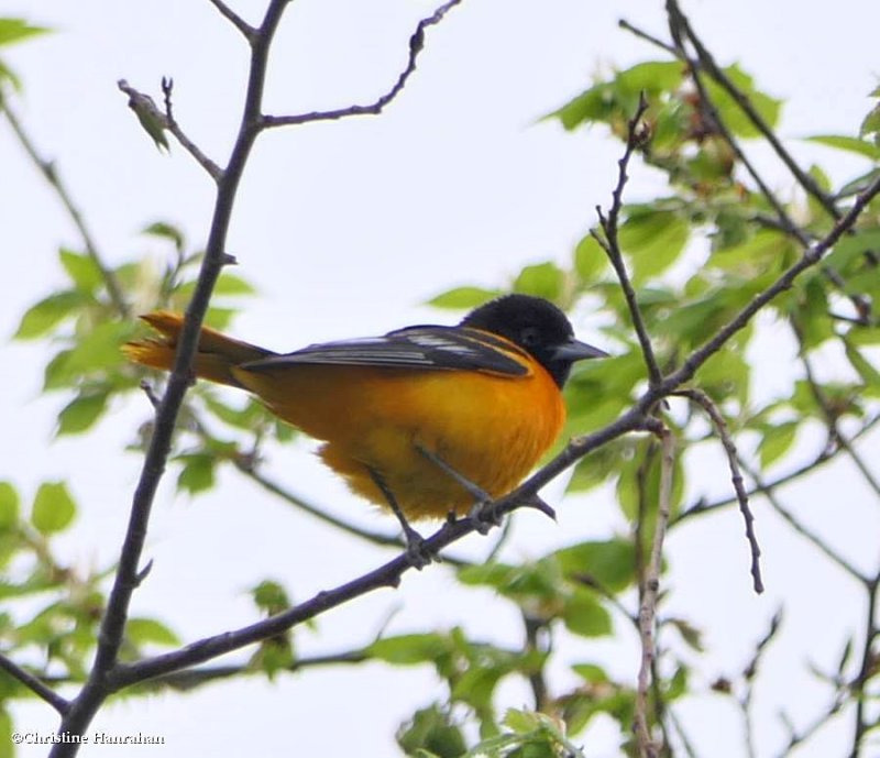 Baltimore oriole, male