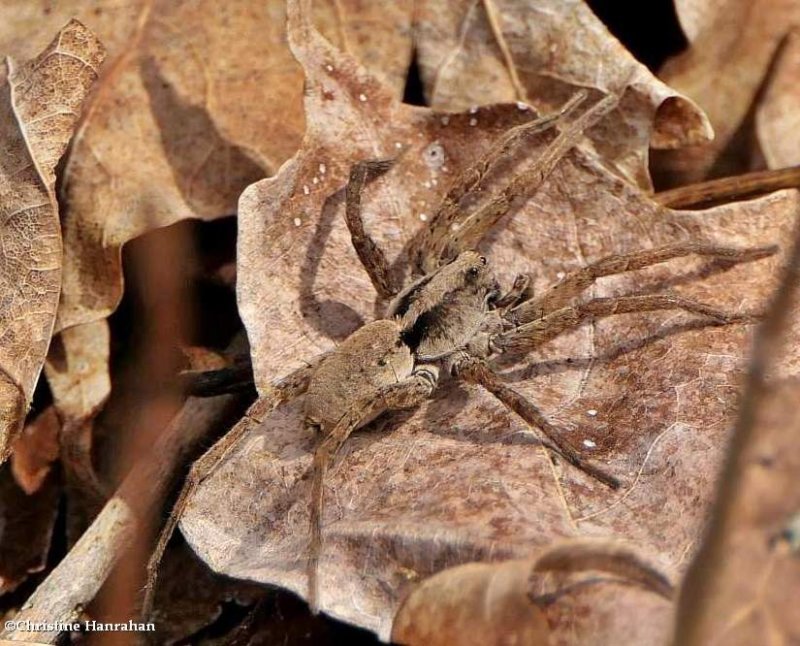 Wolf spider  (Hogna sp)