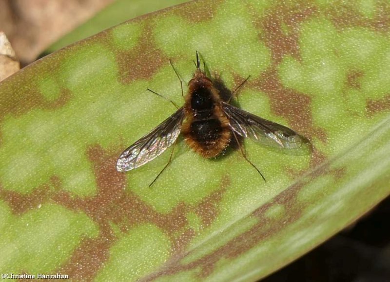 Beefly (Bombylius major)