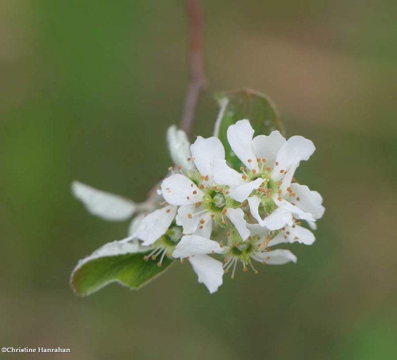 Serviceberry  (Amelanchier)