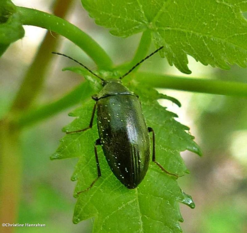 Comb-clawed beetle (Isomira sp.)