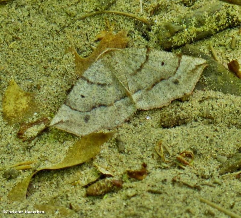 Ruddy metarranthis moth  (<em>Metarranthis duaria</em>), #6822