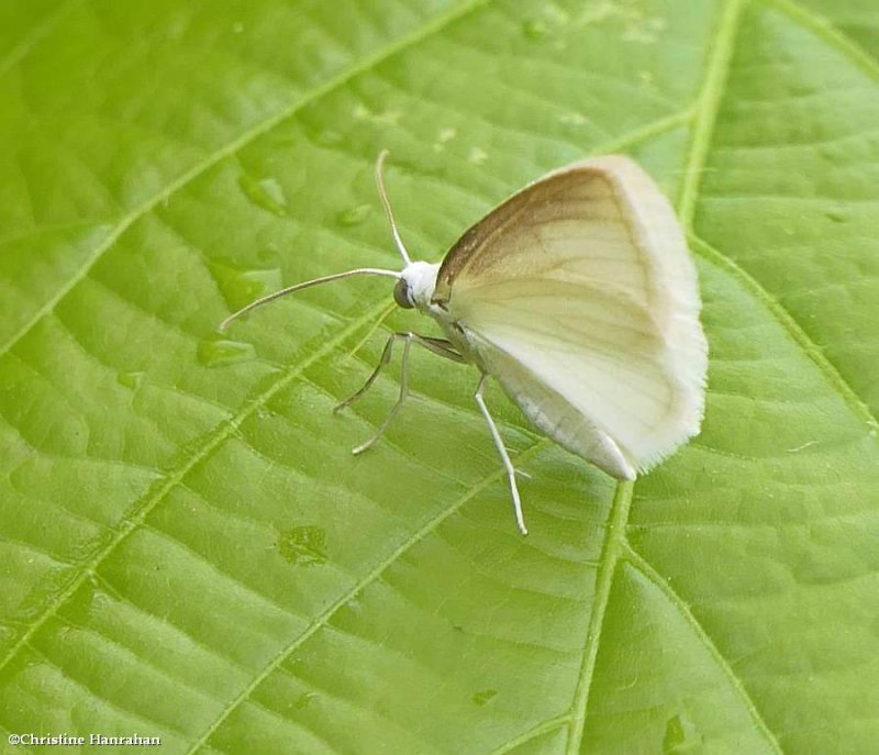 White spring moth  ( Lomographa vestaliata), #6667
