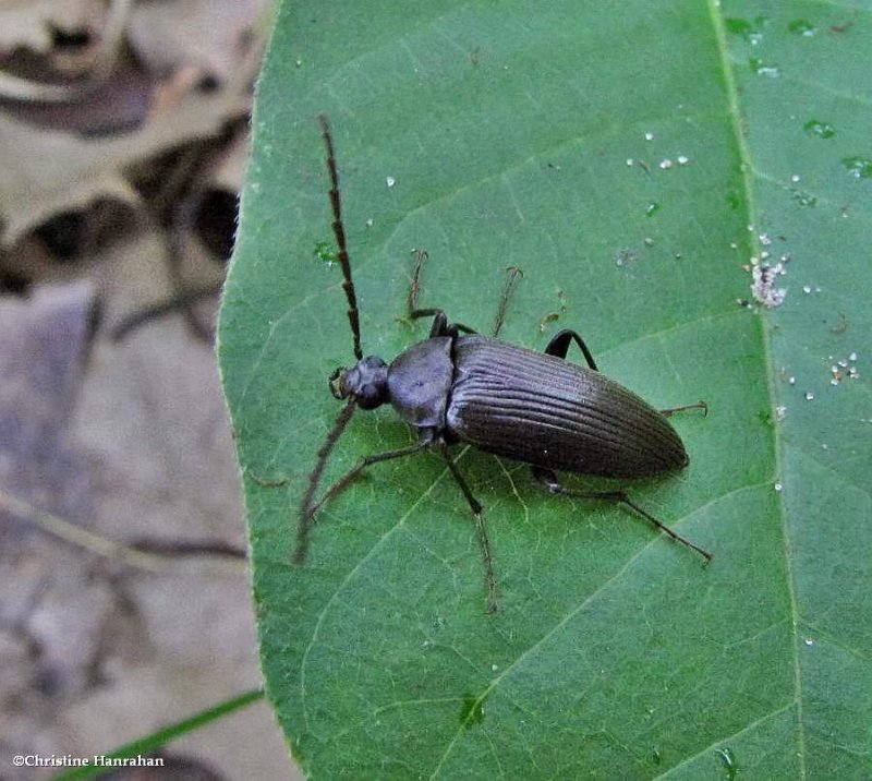 Comb-clawed beetle (Capnochroa fuliginosa)